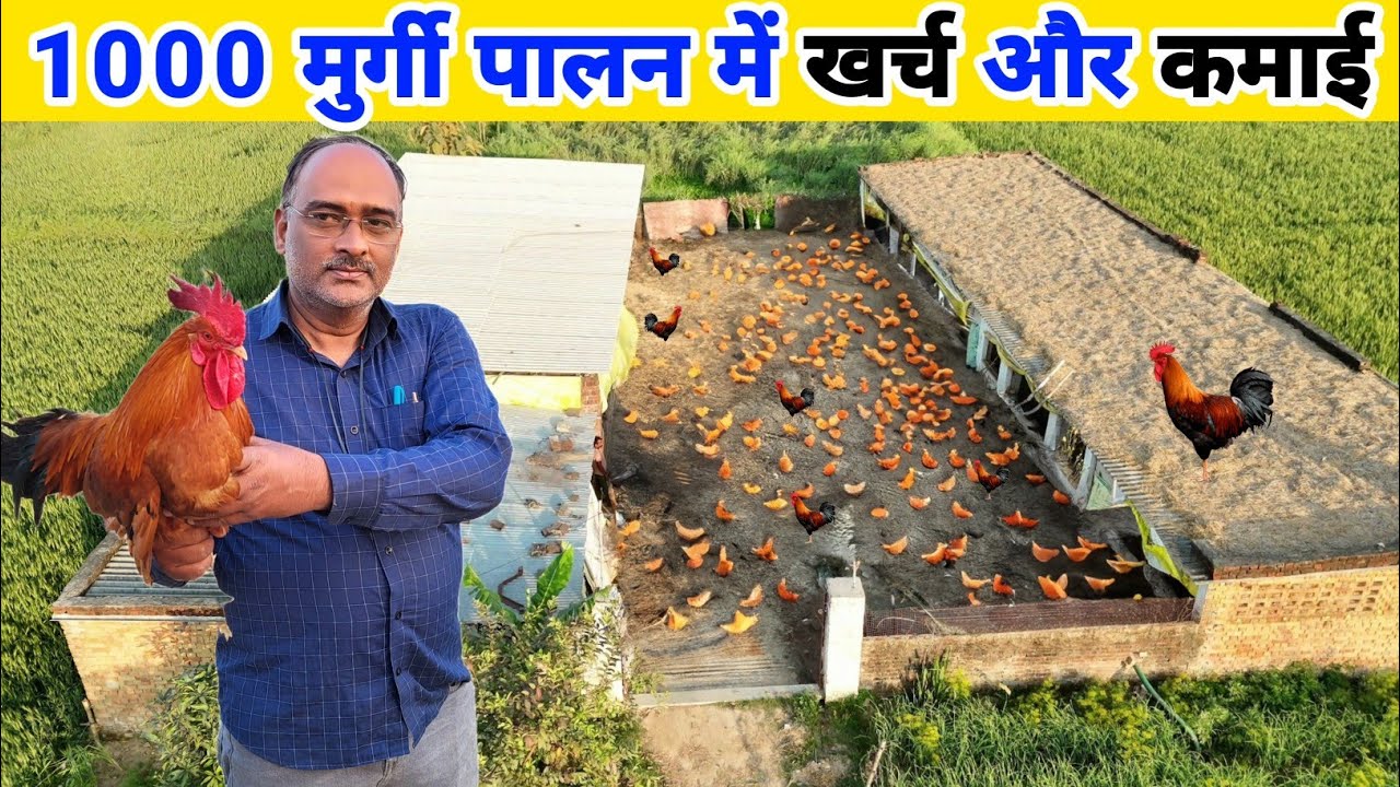 1000 देसी मुर्गी पालन मे टोटल खर्च और कमाई का हिसाब | Free range desi murgi palan