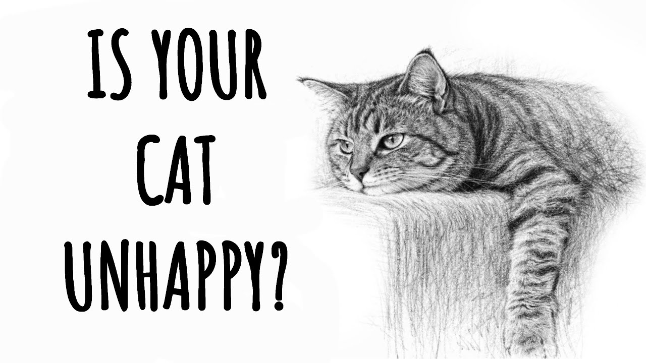 5 Signs Your Cat Is Secretly Unhappy (Most Owners Miss #3!)