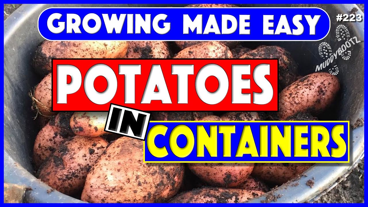 🌻223 🌻 GROW POTATOES IN CONTAINERS 🌻 GROWING MADE EASY 🌻 STEP BY STEP GUIDE 🌻