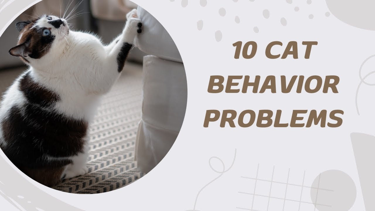 10 Cat Behavior Problems