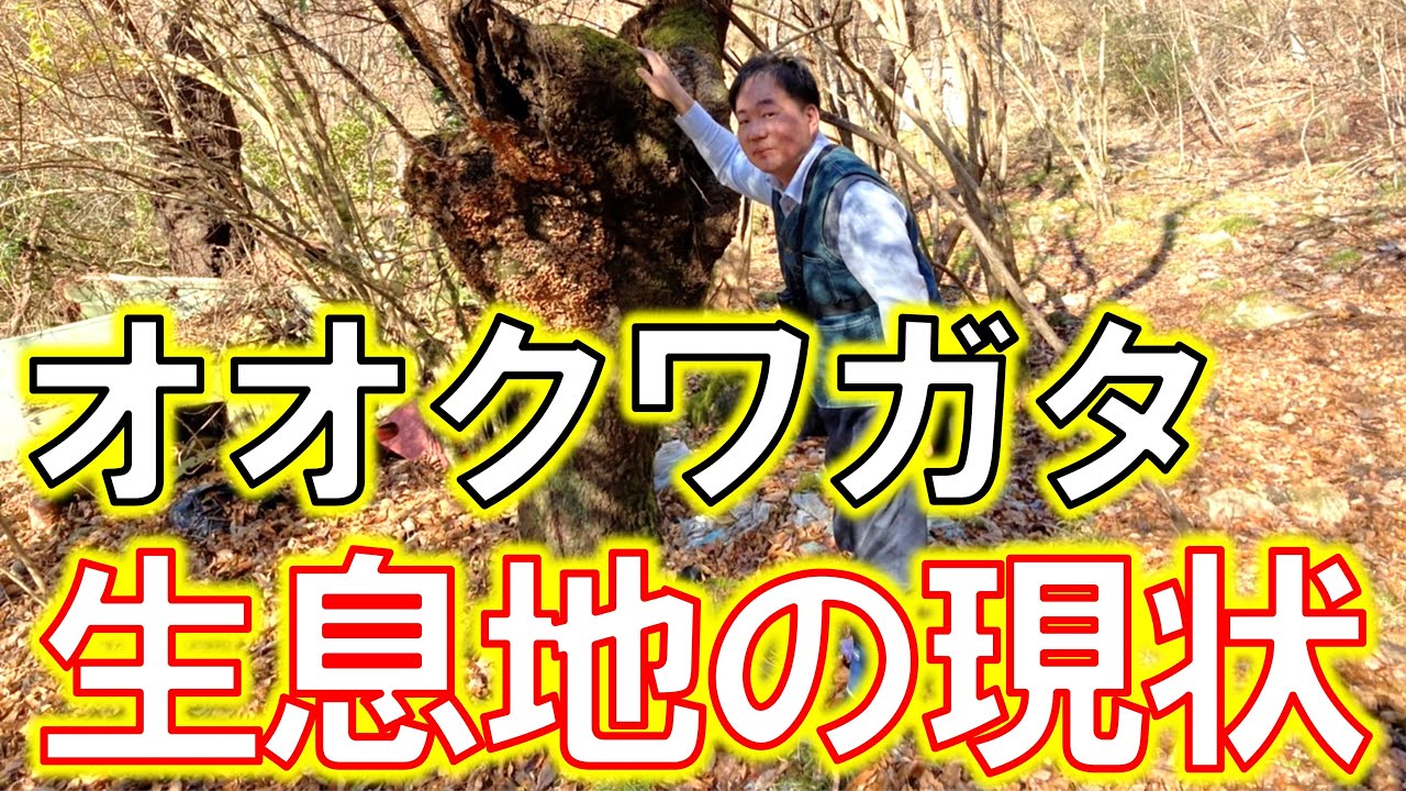 【有名採集地を訪問】オオクワガタを多数採集！生息地は今どうなっている？