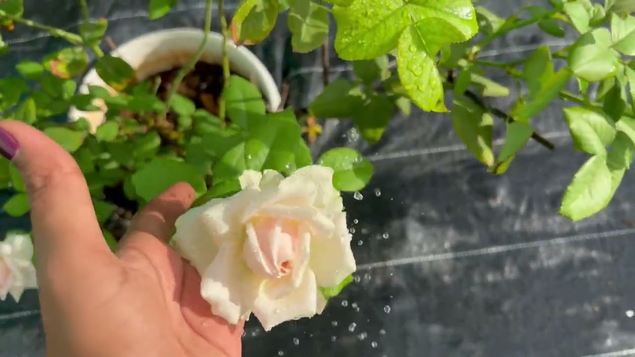 Sweet Avalanche Rose plant in our garden 12-03-2025