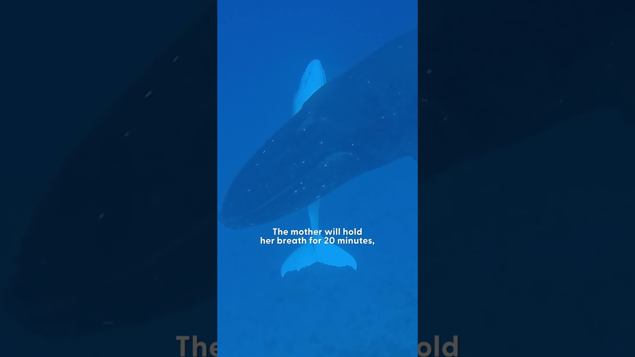 Ocean Photographer Can't Believe When He Spots A Rare White Baby Whale | The Dodo
