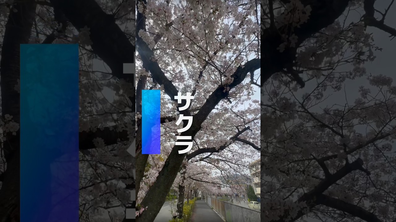 Sakura 2024 in Japan#japan #explorejapan #japan #flowers #tokyo #blossoms #sakura #CherryBlossoms