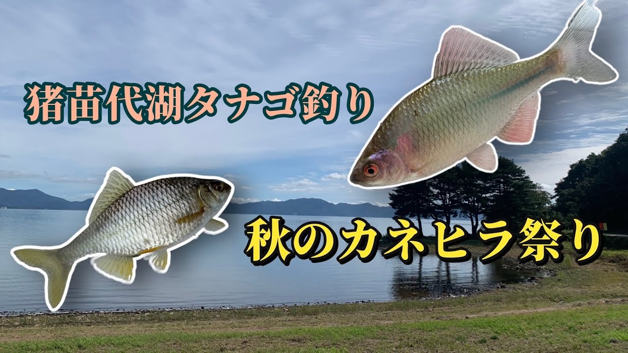 【タナゴ釣り】秋の猪苗代湖でカネヒラ釣り！