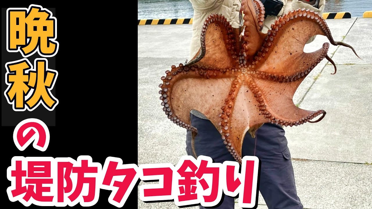 【堤防タコ釣り】突然、今年最大。