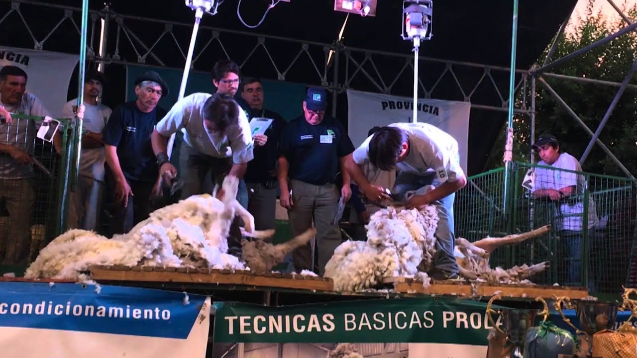 XV Campeonato Provincial de Esquila Prolana en Río Negro, Maquinchao Feb.2016