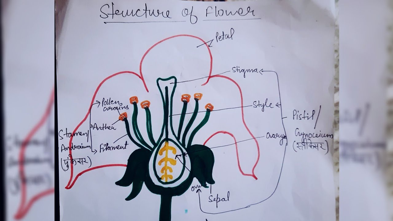 Structure of Flower and It's Parts | Easy Explanation in Hindi | Knowledge for Destination