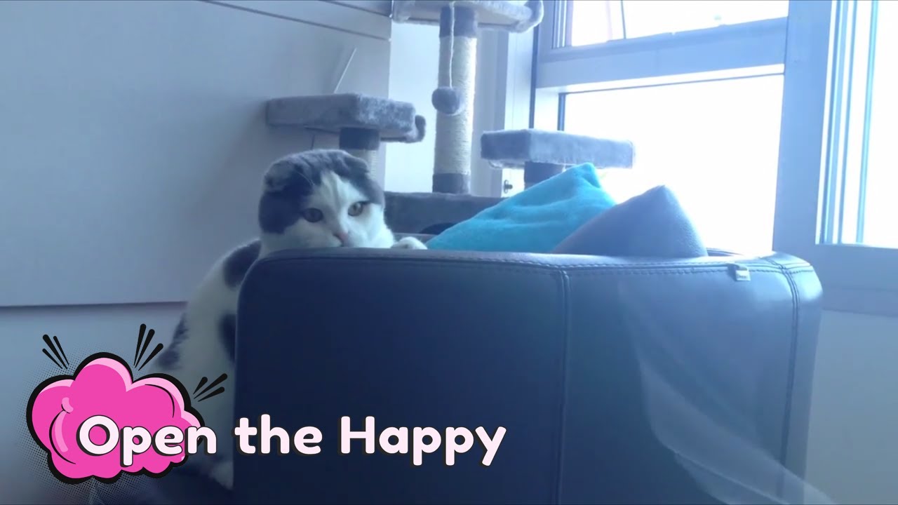 Dr. Meemersworth the Scottish Fold and Spudgy the Pekingese