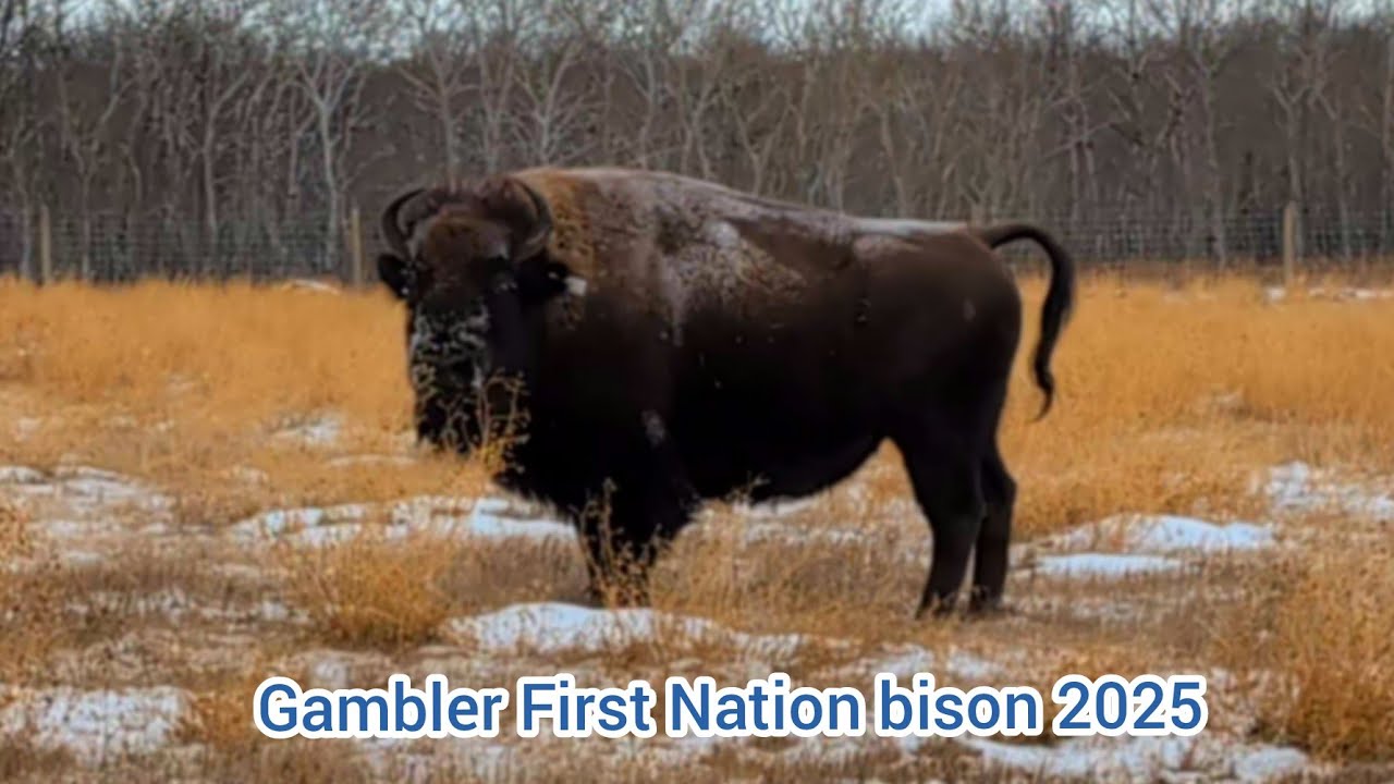 Bison Return to Gambler First Nation | A New Beginning in Manitoba