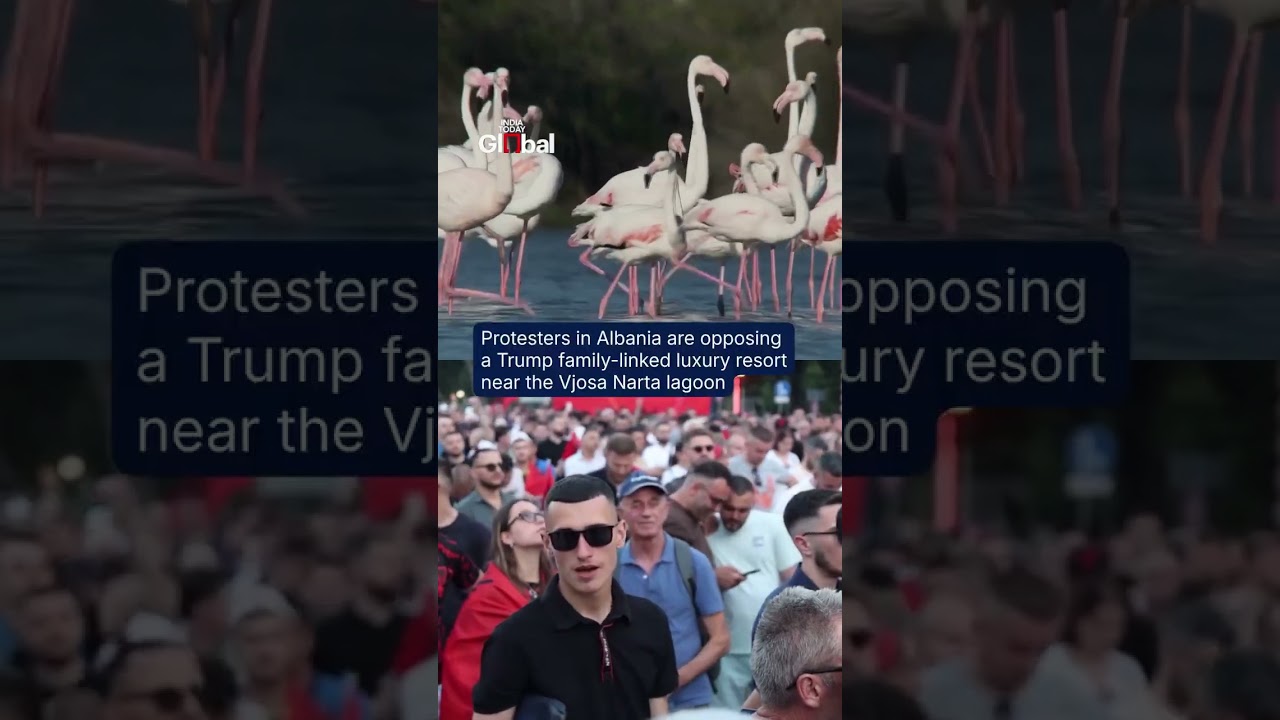 Flamingos In Albania Wetlands Spark Protests Over Trump-Linked Luxury Resort Threat To Habitat