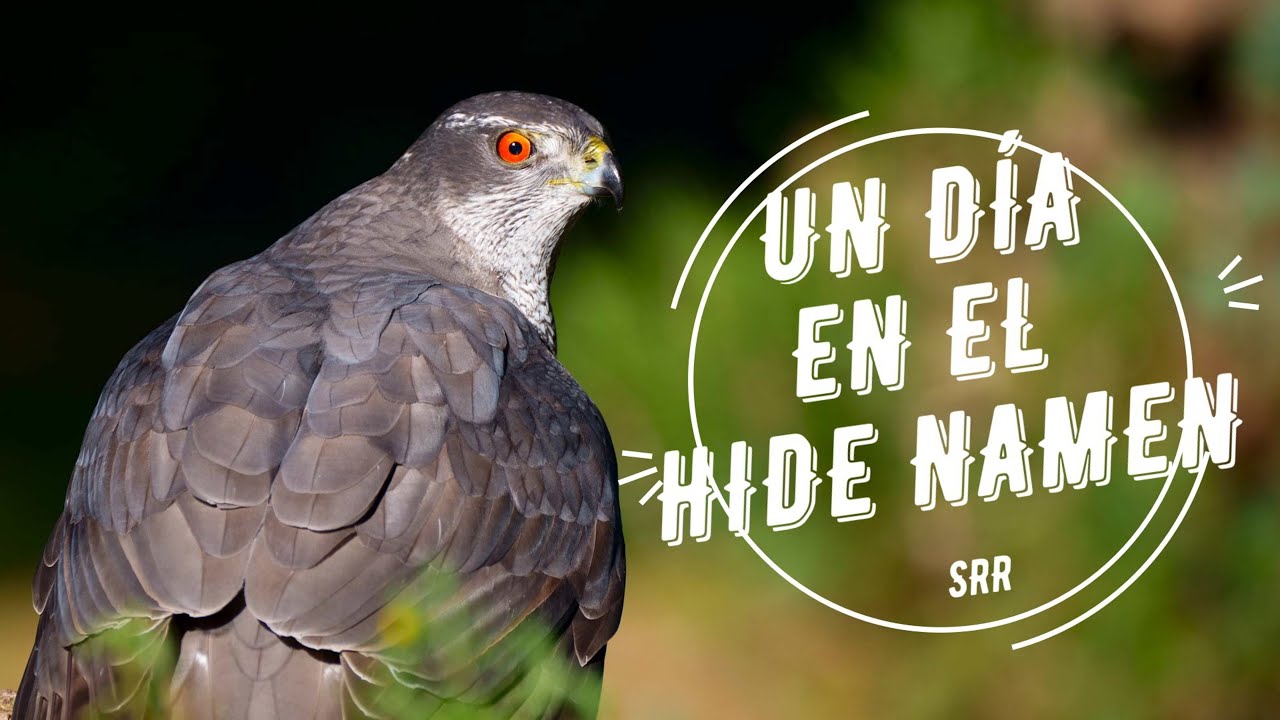 Un día en el Hide de Namen fotografiando Azor, Ratonero, Urraca, Corneja, Picapinos...