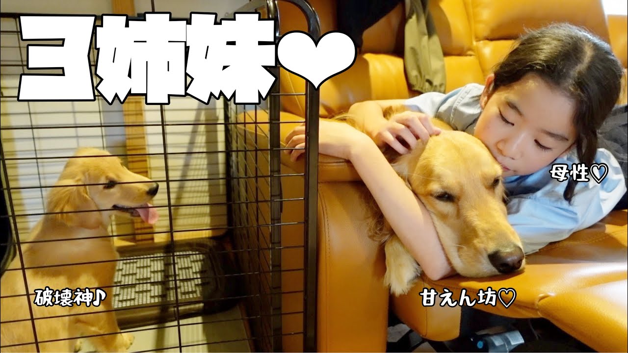 【大型犬のいる生活#38】ゴルパピわちゃわちゃ度UP！の面白可愛い3姉妹の1日