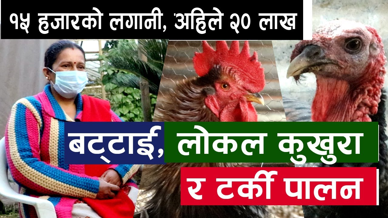 एक महिलाको रहरलाग्दो पंक्षी पालन | लाखौँको कमाई || Quail, Local Chicken & Turkey Farming in Nepal