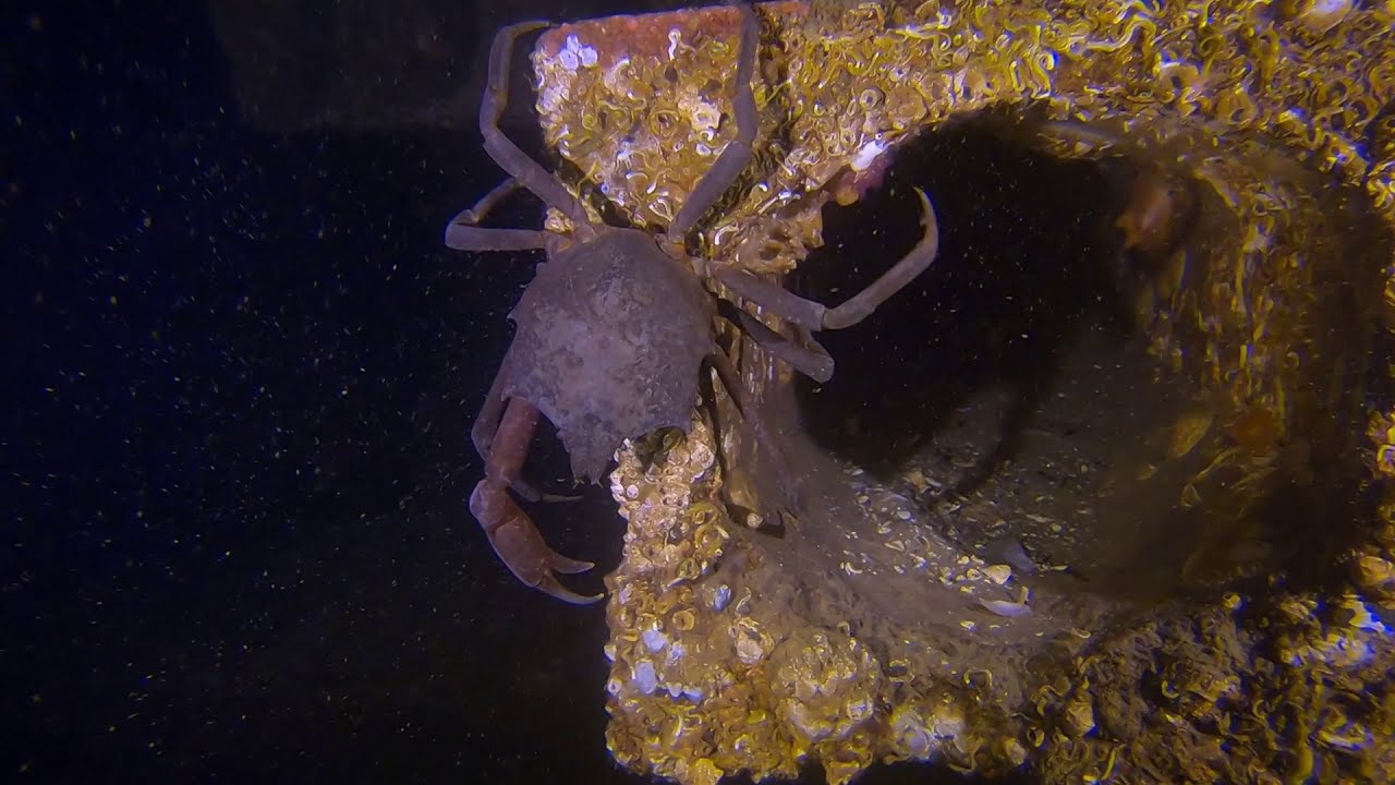 Les Davis Night Dive