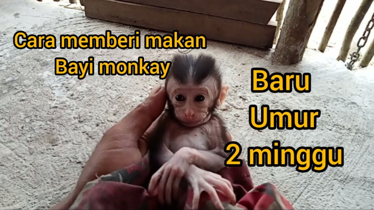 cara memberi makan anak monkay/monyet yg masih bayi.
