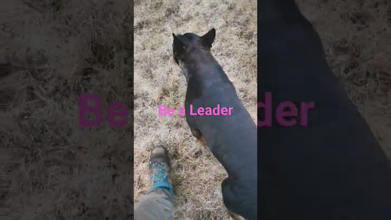 My husband, a dog behavioralist, says: don’t wait—just walk. Dogs follow leaders they trust