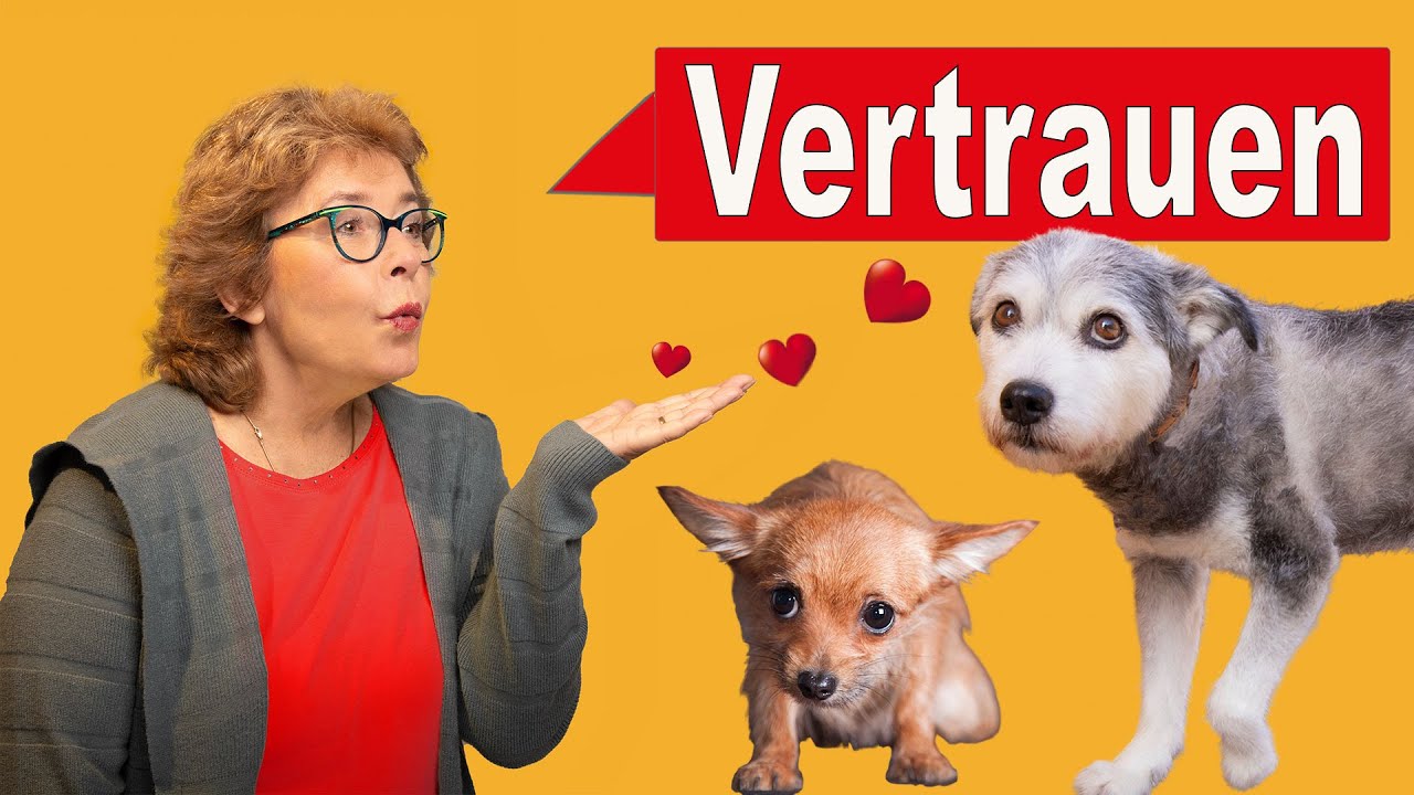 3 Tipps damit dein Angsthund Vertrauen & Lebensfreude bekommt