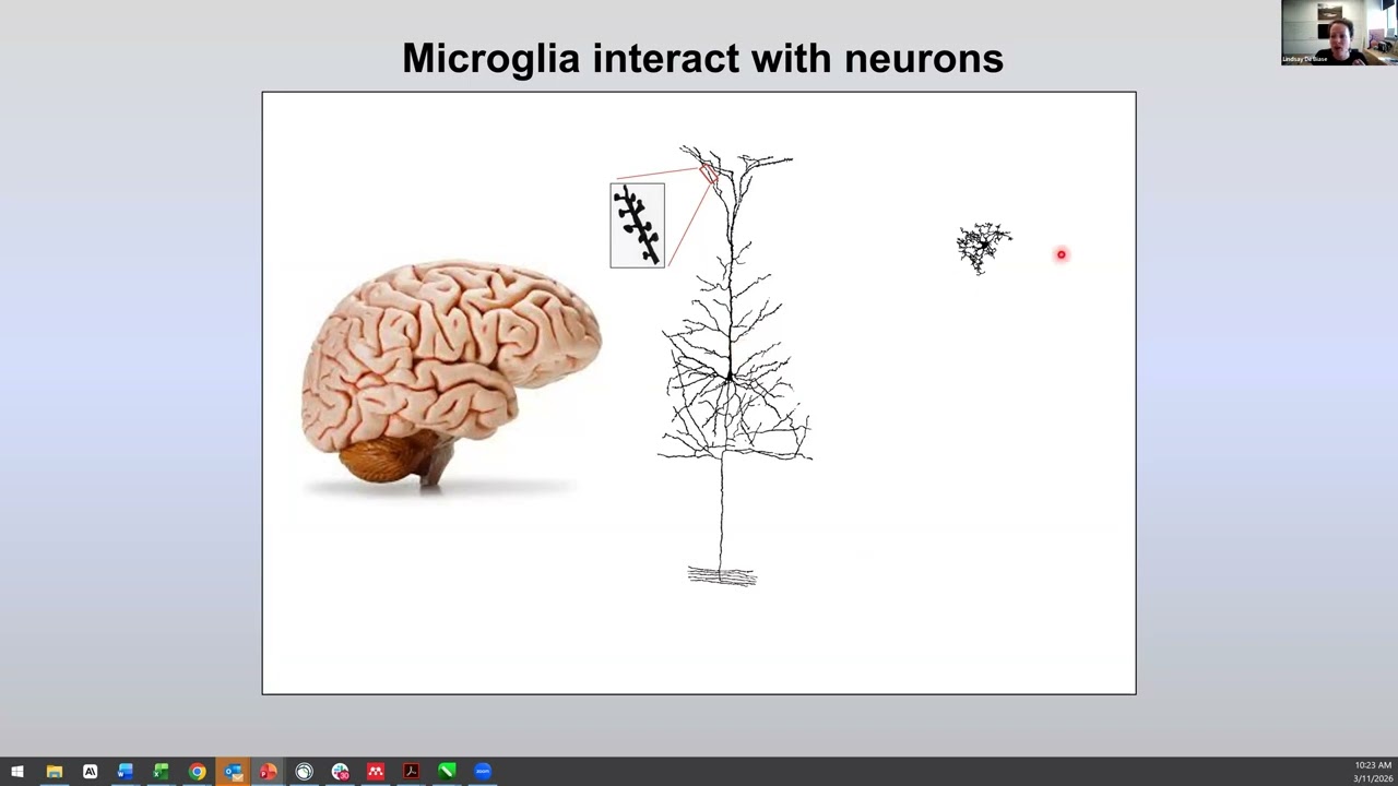 How The Brain’s Immune Cells Shape Brain Health Throughout The Lifespan