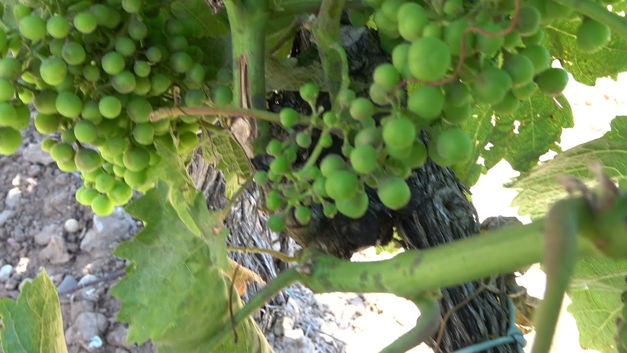 Oídio en Viñedo