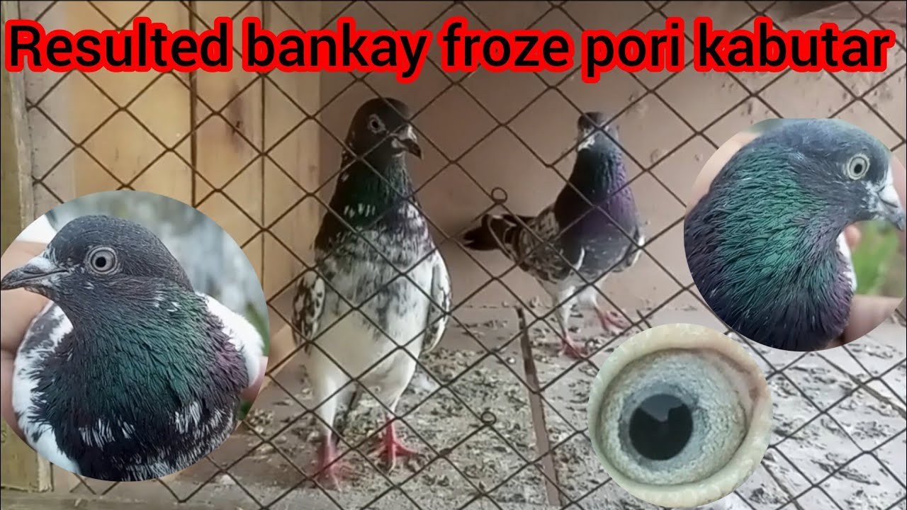 Bankay froze pori kabutar houn tou ayse||bankay kabutar ka shoq||video miss na krain