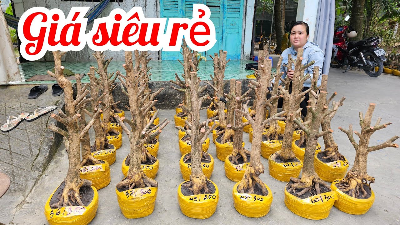 Trúc Giang 0387081330 mới nhập đội mai Giảo Thủ Đức đế Đẹp giá rẻ 21/1 (#Maivàng Quêdừa)