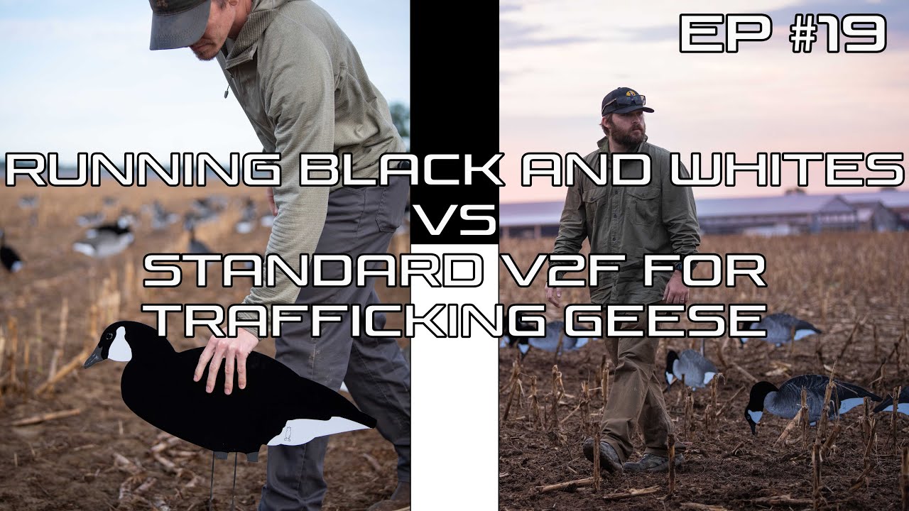 Do Flocked Decoys Really Make a Difference?- Ep #19 Field Facts with Forrest