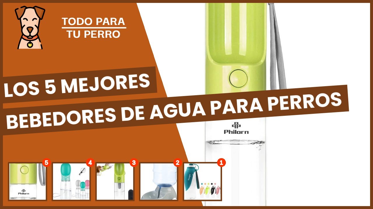 Los 5 mejores bebedores de agua para perros