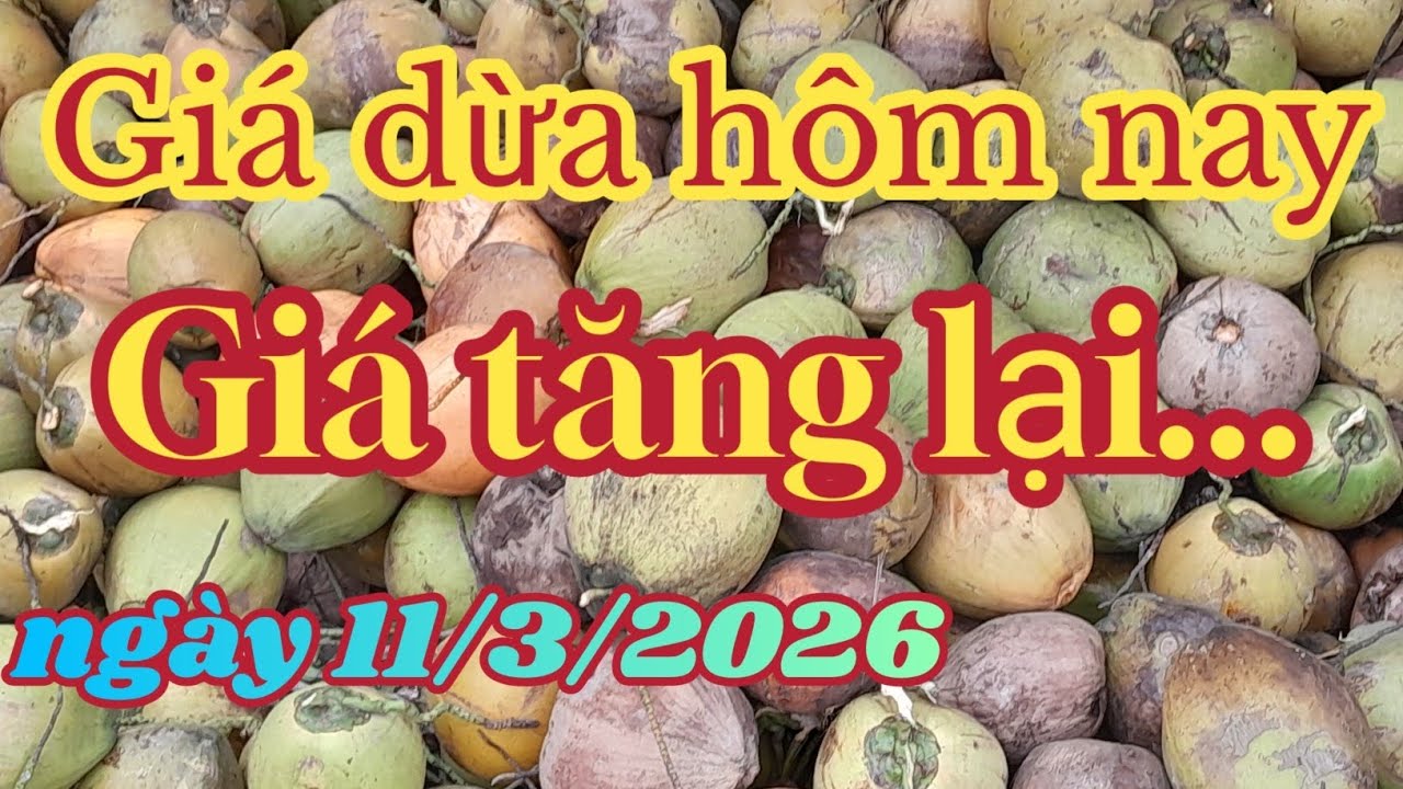 Giá dừa hôm nay, dừa tươi tăng nhé bà con!!!