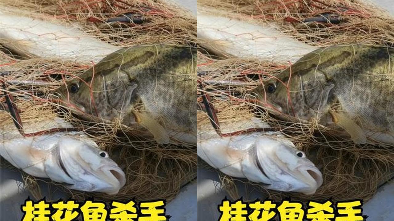 野河撒网，大哥遇到桂花鱼群，这么好的资源还要啥手法 #捕鱼达人 #撒网捕鱼 #桂花鱼 #鳜鱼 #渔民生活