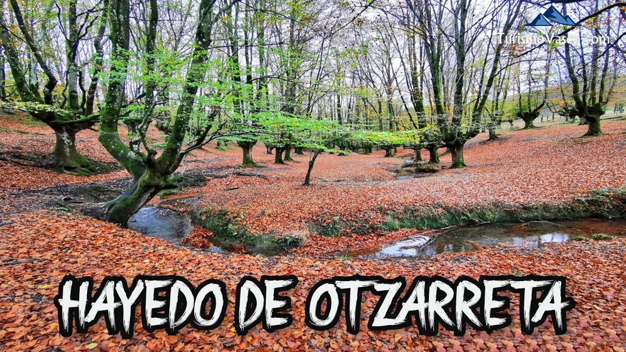 Hayedo de Otzarreta