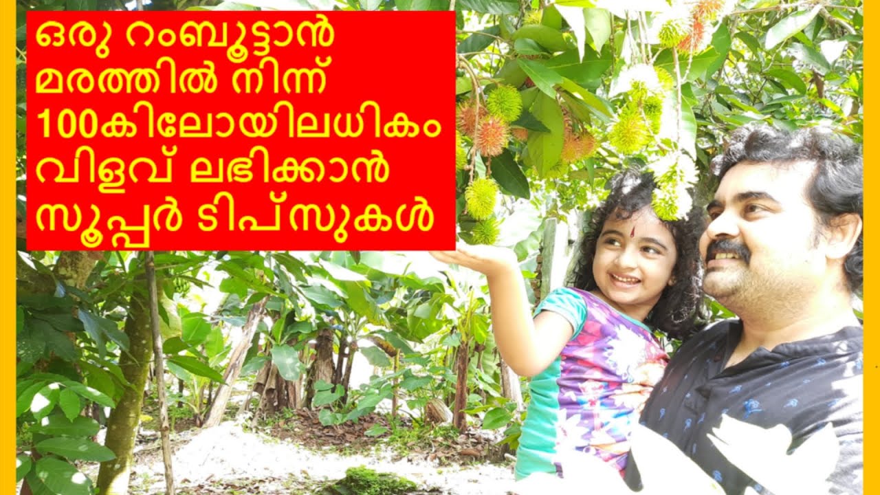 Rambutan Farming