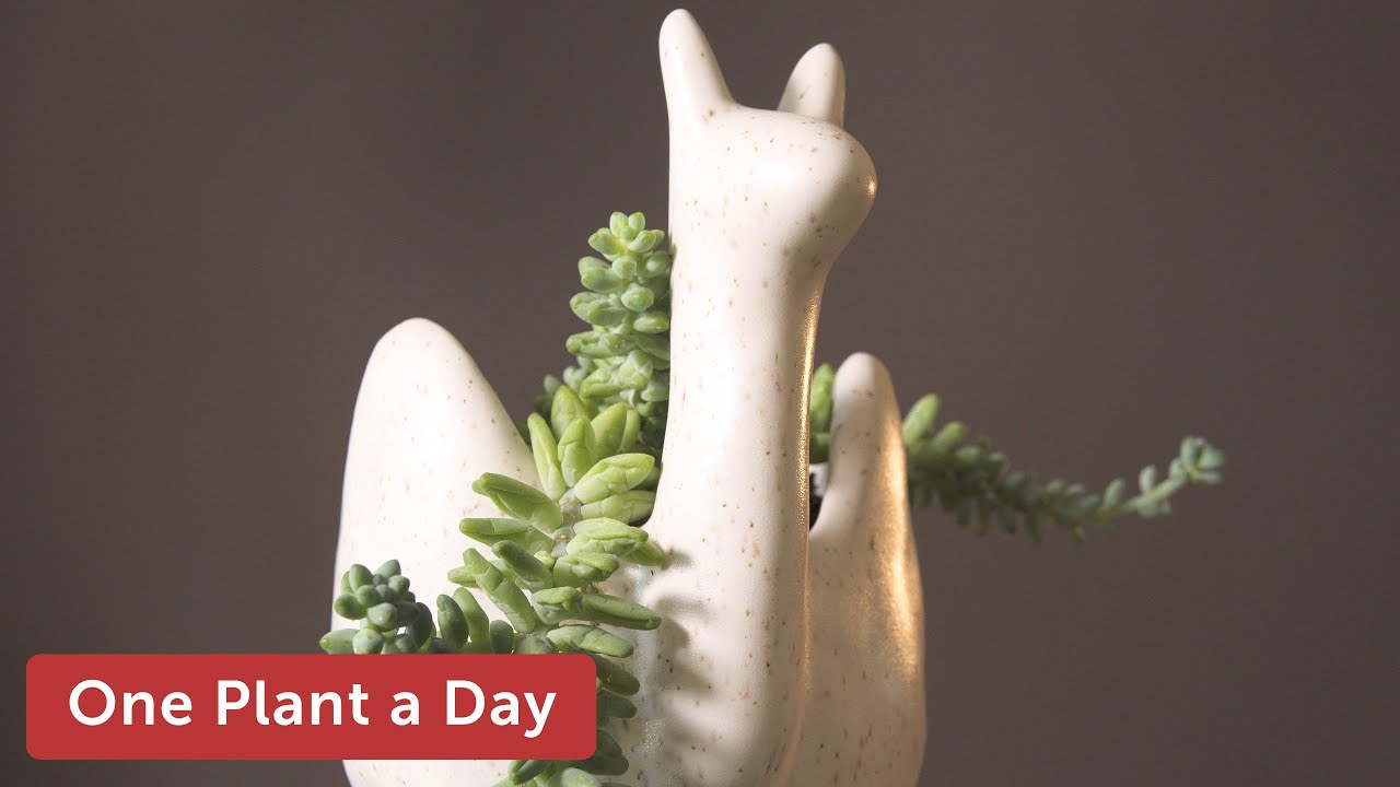 Sedum burrito (Burro's Tail) Houseplant Care—84 of 365