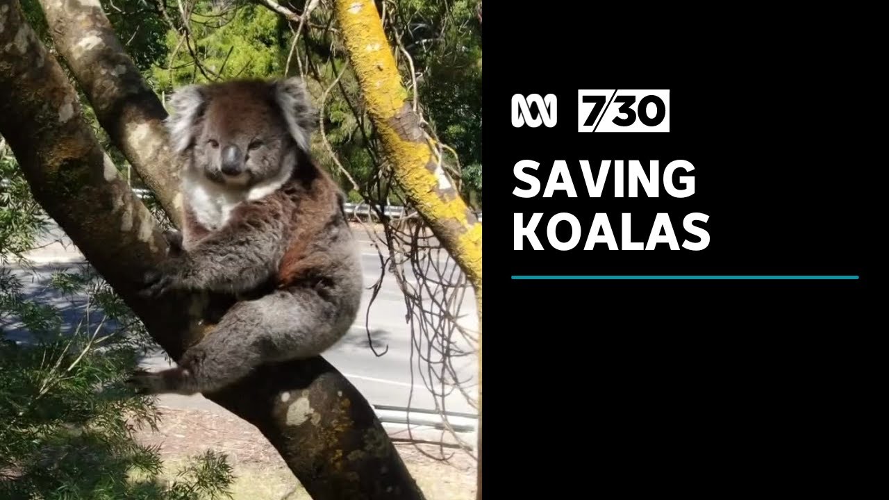 Volunteer group trying to reduce number of koalas killed on roads | 7.30