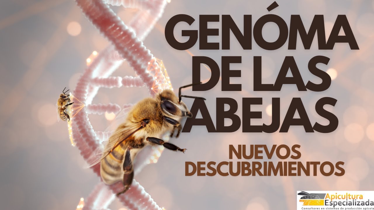 GENOMA DE LAS ABEJAS y Apicultura - Nuevos Descubrimientos