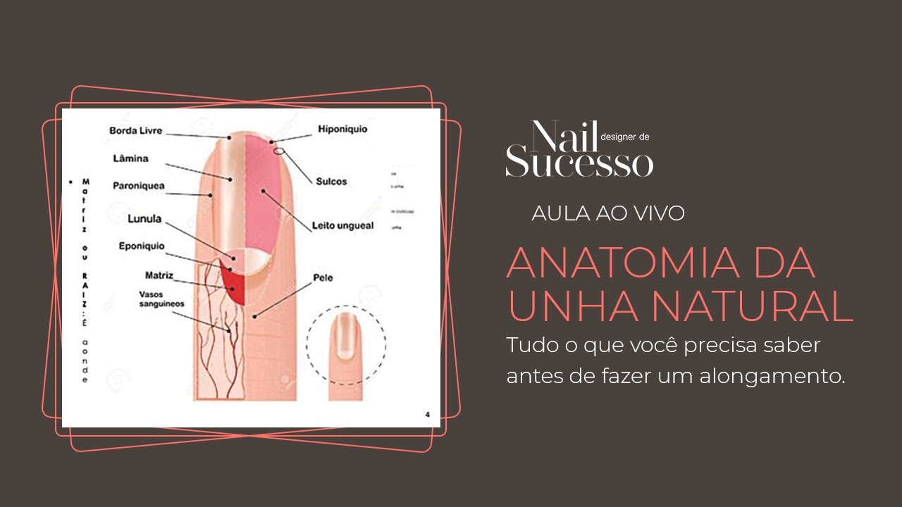 ANATOMIA DA UNHA NATURAL | Tudo o que você precisa saber antes de fazer um Alongamento