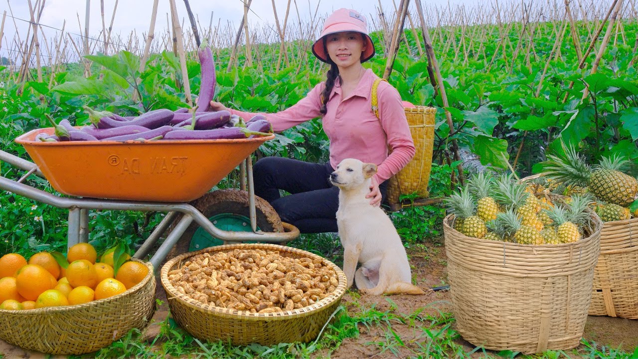 Harvest, Sell, And Cook: Peanuts, Eggplants, Ornamental Oranges, Pineapple – Plant Trees And Weed.
