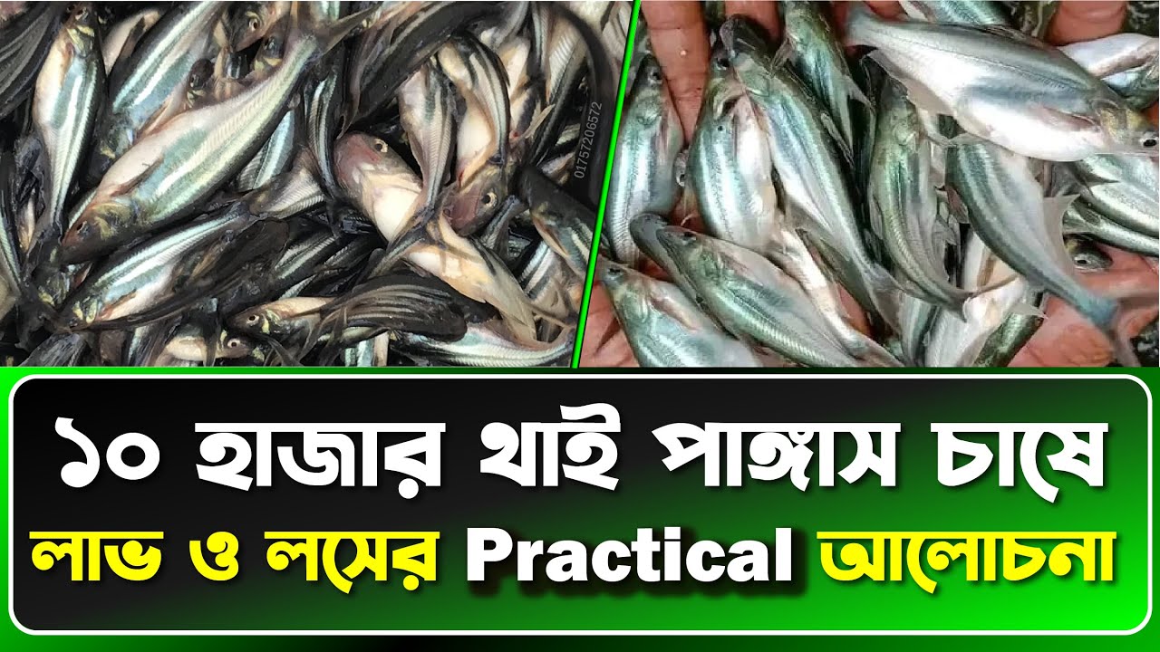 ✅ থাই পাঙ্গাস মাছ চাষ: ১০,০০০ মাছের খরচ ও লাভ বিশ্লেষণ | Fish Live BD