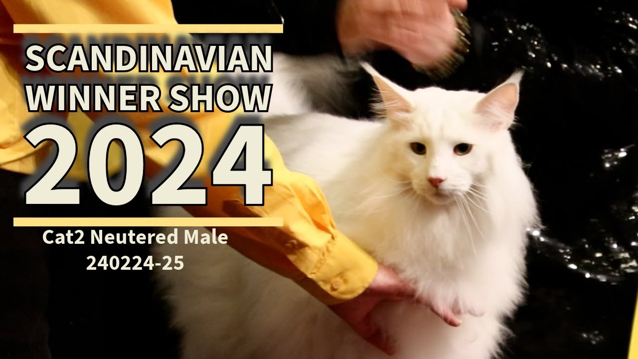 FIFe International Show Scandinavian Winner Show 2024 by Nerikes Kattklubb
