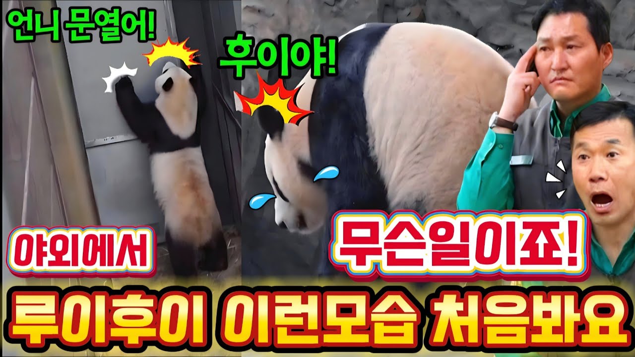 에버랜드 판다월드 💥 맙소사 도대체 무슨일이죠?루이 후이 이런모습 처음봐요 걱정되네요  😭 