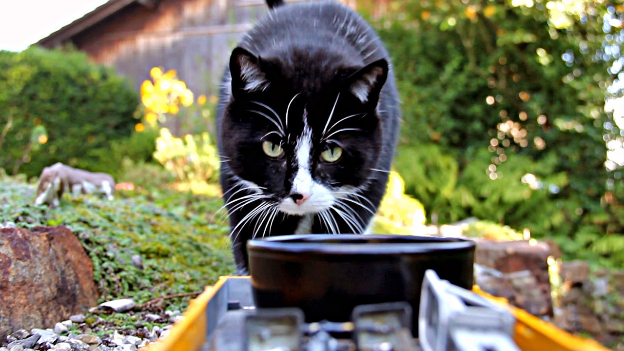 Der Leckerli Zug - Katze und Gartenbahn 😺