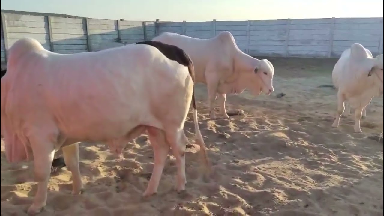 JILANI FARMHOUSES AND CATTLE LANDS