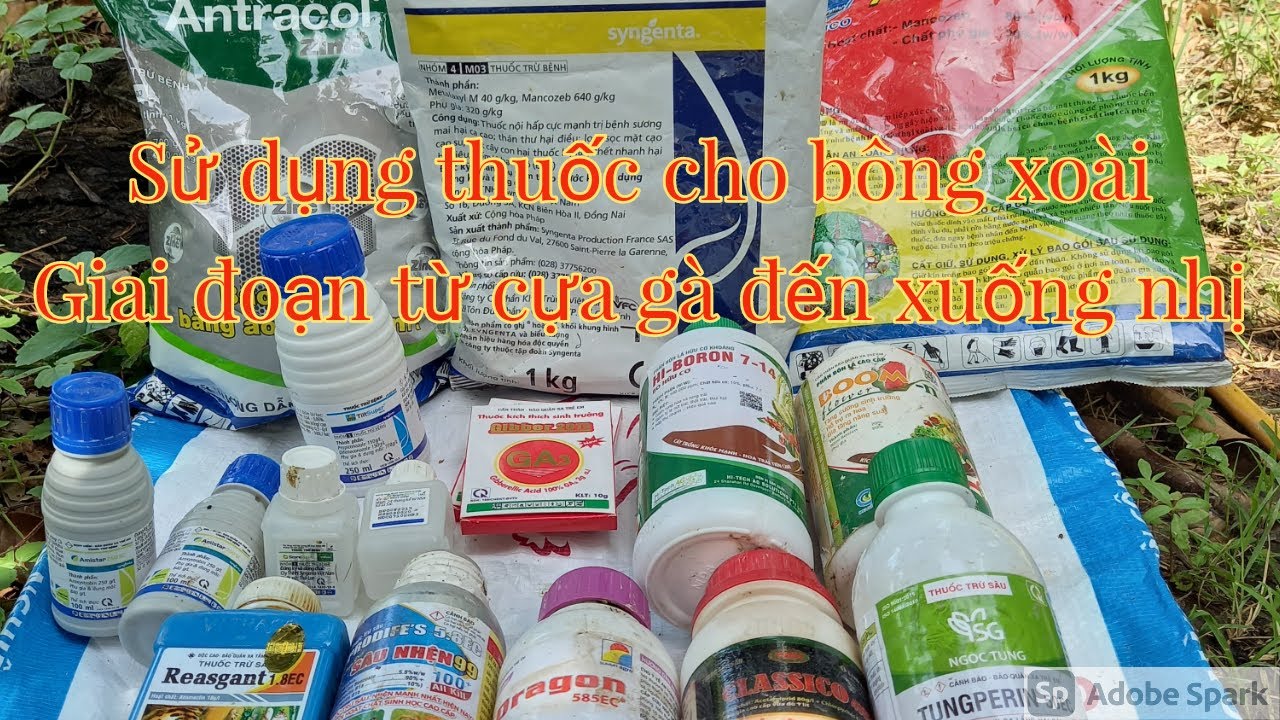 Sử dụng thuốc cho bông xoài/ Giai đoạn cựa gà đến xuống nhị. Garden and You