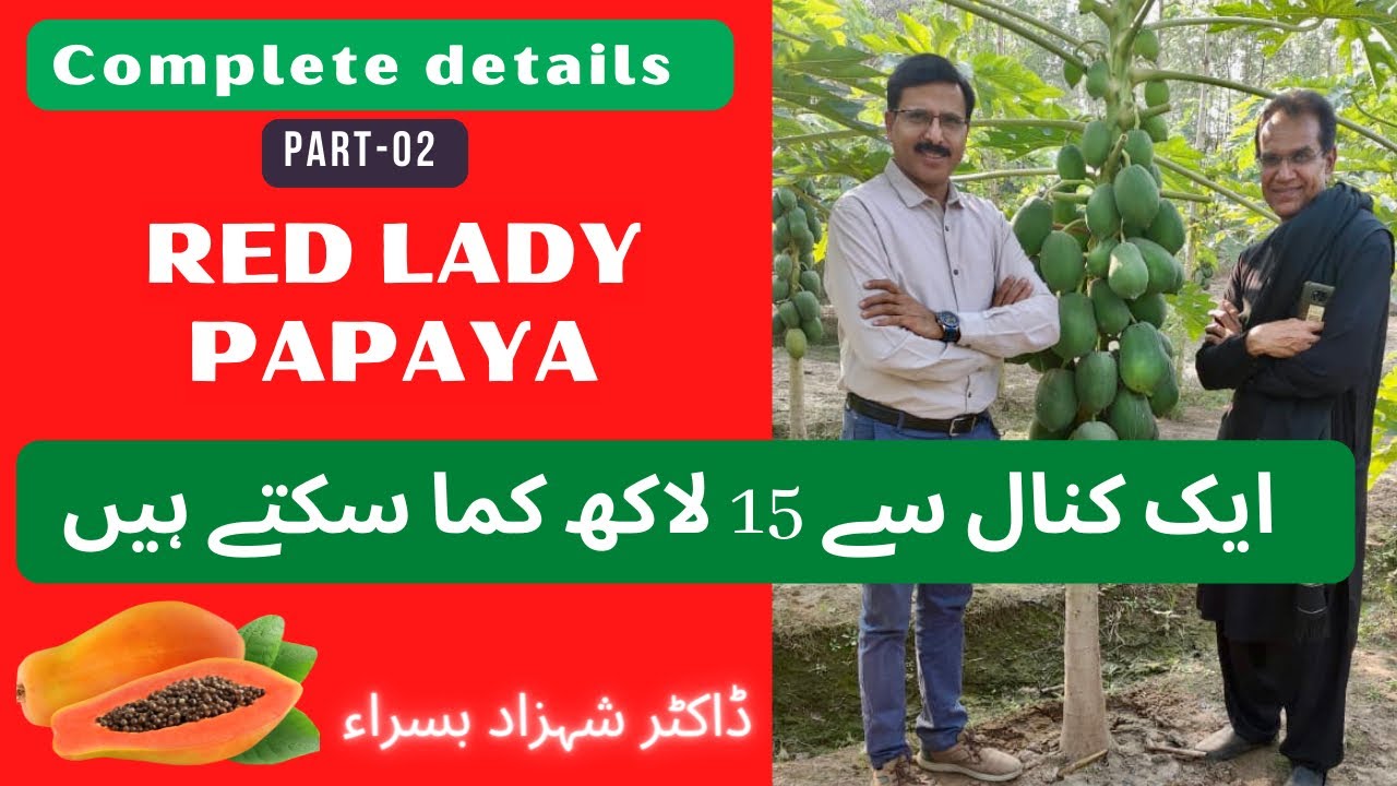 RED LADY PAPAYA | Complete details