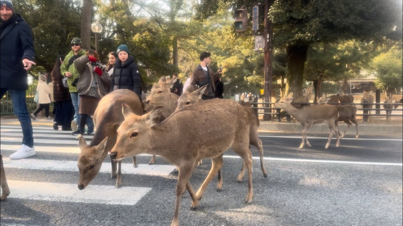 こんなの日本だけよ❗️大量の鹿さんが横断している光景に外国人観光客もビックリ仰天🤯奈良公園🫎
