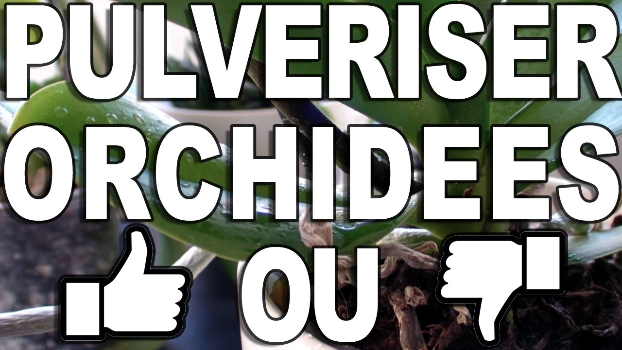 Pulvériser son orchidée - TOP ou FLOP??