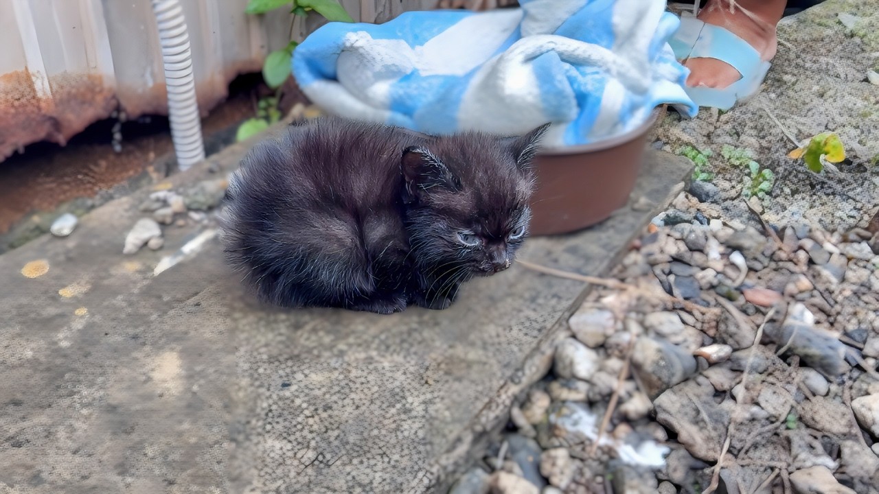 生きたい！全身で助けを求めた子猫