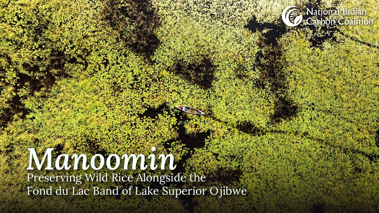 Manoomin - Preserving Wild Rice Alongside the Fond du Lac Band of Lake Superior Ojibwe