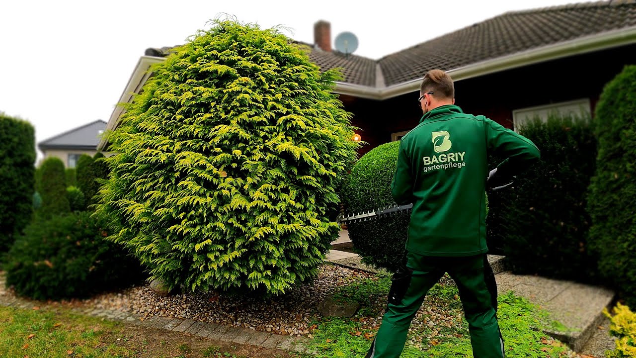 Kustorez. Pruning Topiary thuja Golden globe