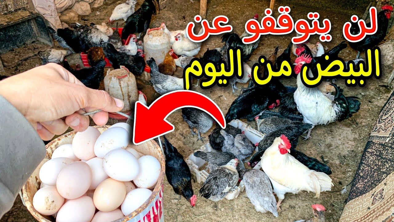 كيفاش تصوب علف لإنتاج البيض يوميا 💯 فقط ب1 درهم ✅